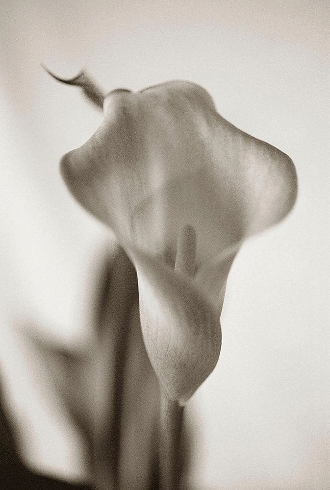 Sepia tone Calla Lily art print by Anna Miller for $57.95 CAD